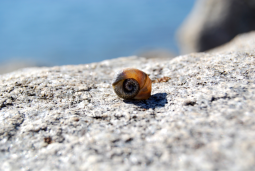 snail2wm